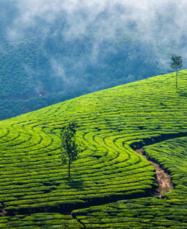 Munnar